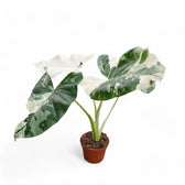 Alocasia macrorrhizos var. variegata potted plant in nursery pot on white background.