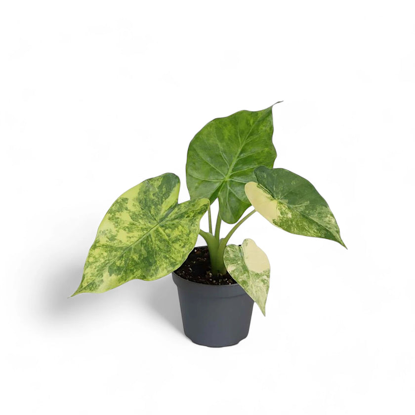 Alocasia macrorrhizos variegata aurea – Topfpflanze im Kulturtopf vor weißem Hintergrund, Produktfoto 2.