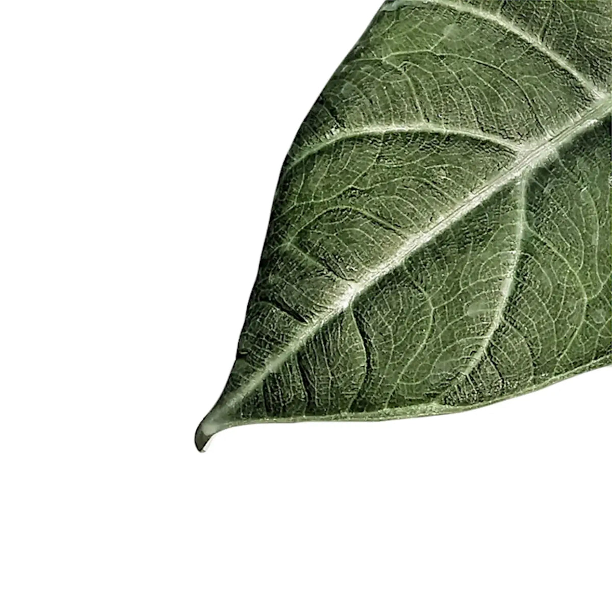 Alocasia 'Maharani' leaf detail on white background.