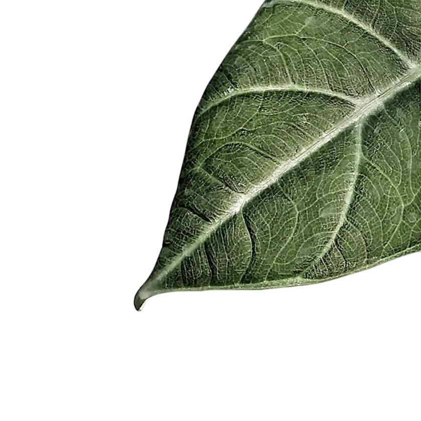 Alocasia 'Maharani' leaf detail on white background.