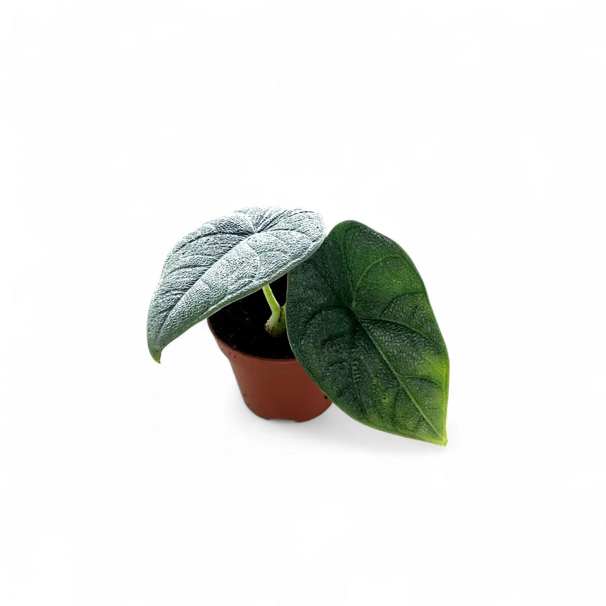 Alocasia 'Maharani' potted plant in nursery pot on white background.