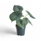 Alocasia 'Maharani' potted plant in nursery pot on white background.