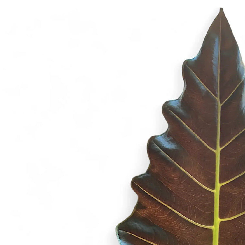 Alocasia ‘Mayan Mask’ ('Williams Hybrid’) – Blattdetail vor weißem Hintergrund..