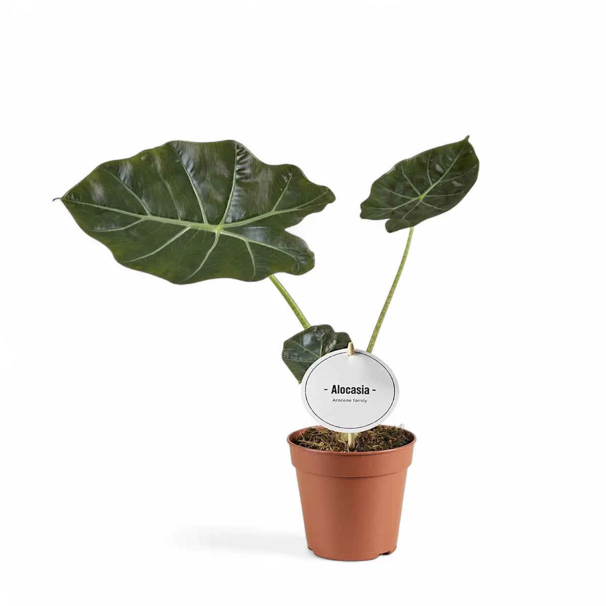 Alocasia ‘Mayan Mask’ ('Williams Hybrid’) potted plant in nursery pot on white background.