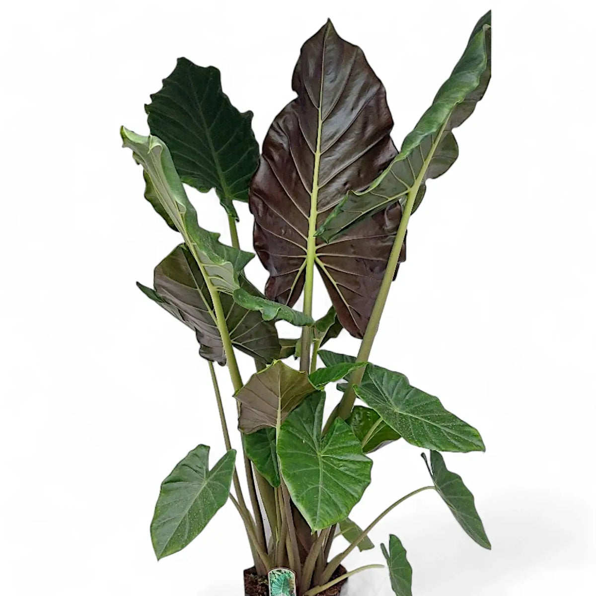 Alocasia ‘Mayan Mask’ ('Williams Hybrid’) potted plant in nursery pot on white background.
