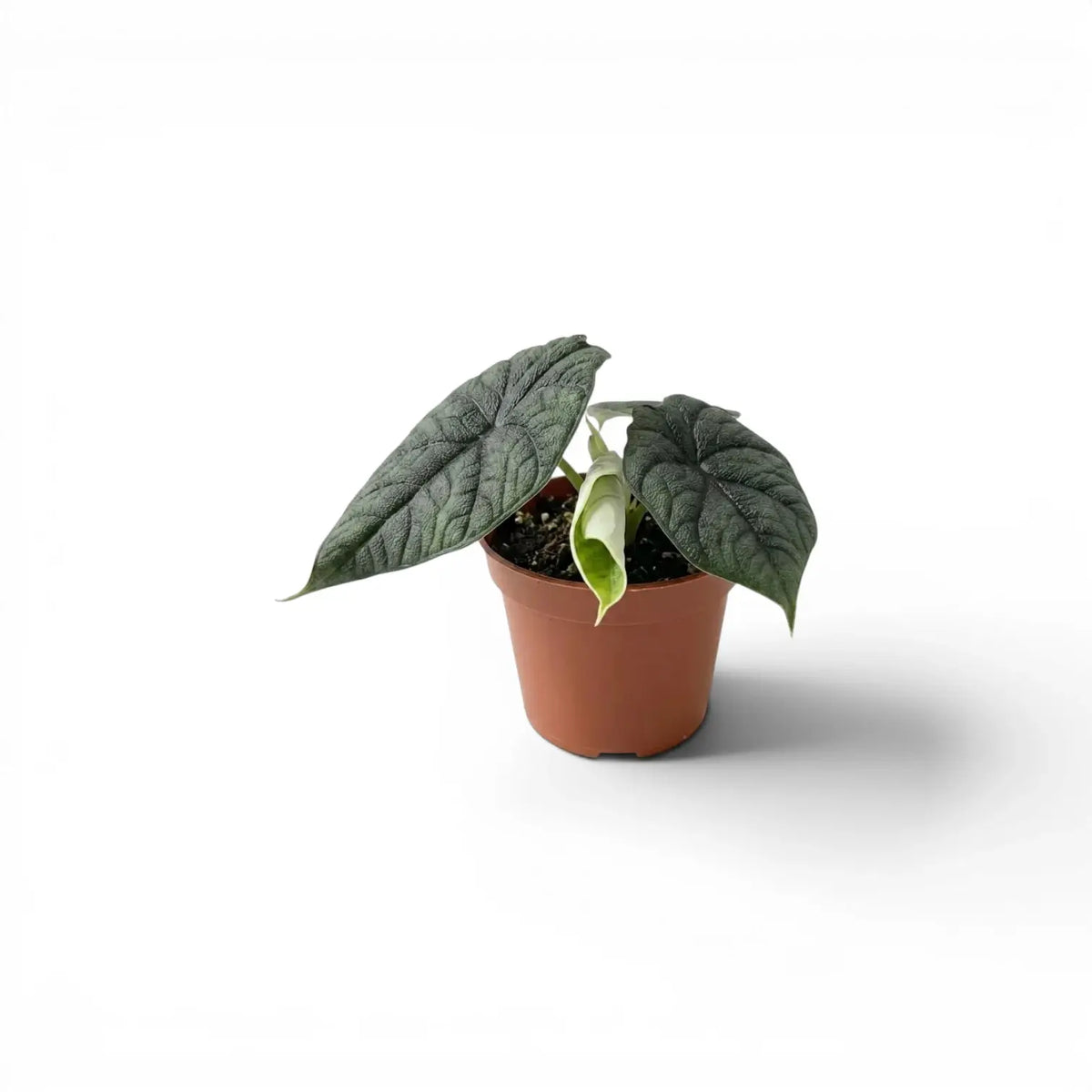 Alocasia melo baby plant with textured leaves in a nursery pot on a white background