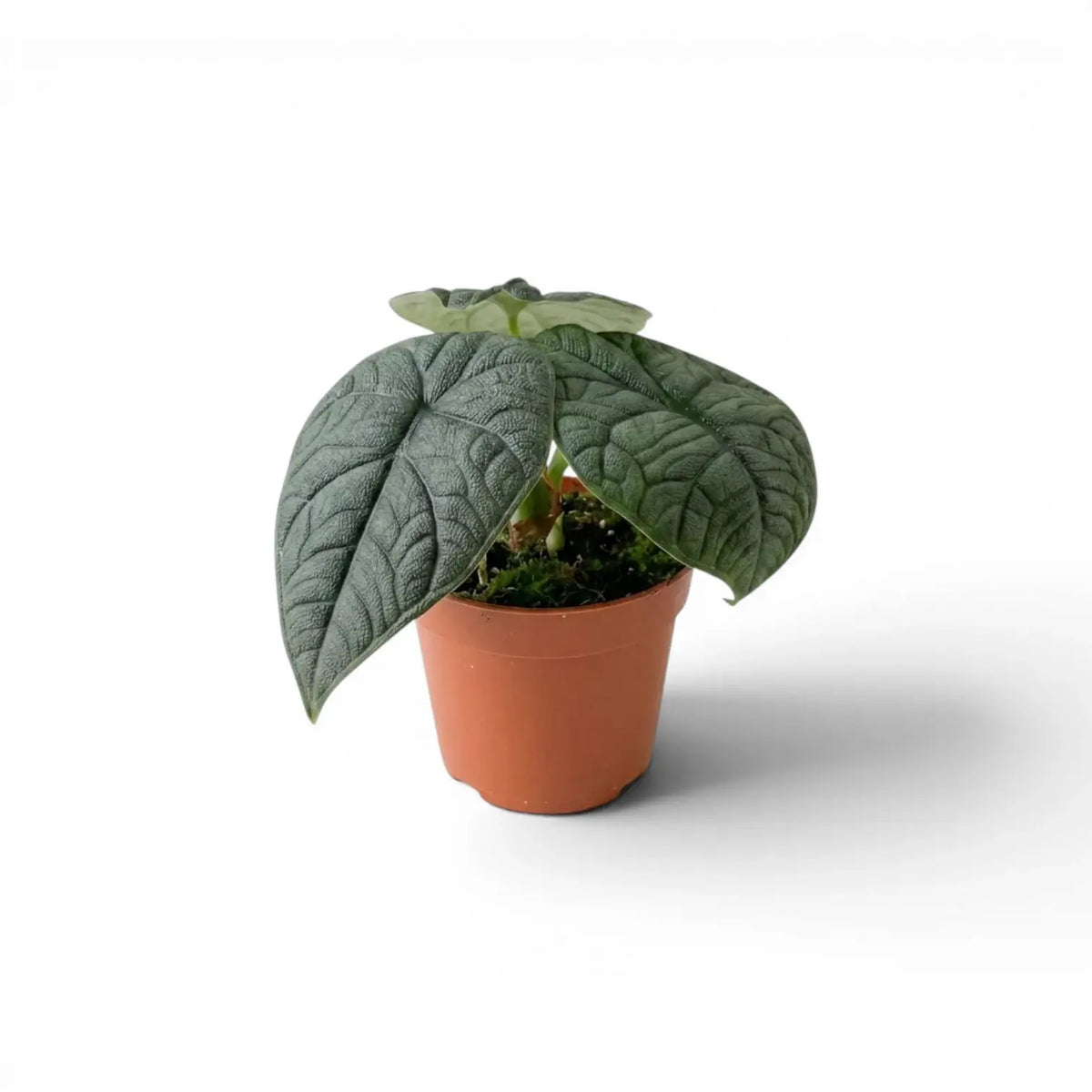 Alocasia melo baby plant with textured leaves in a nursery pot on a white background