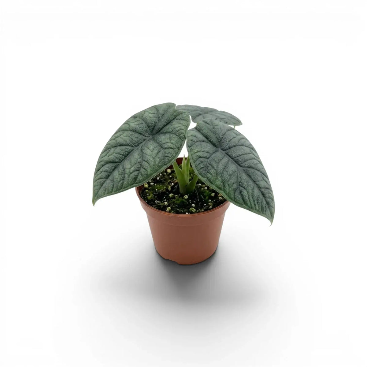Small Alocasia melo plant with textured leaves in a nursery pot on a white background