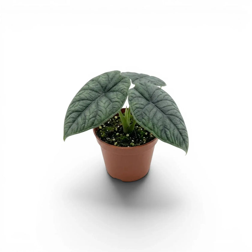 Small Alocasia melo plant with textured leaves in a nursery pot on a white background