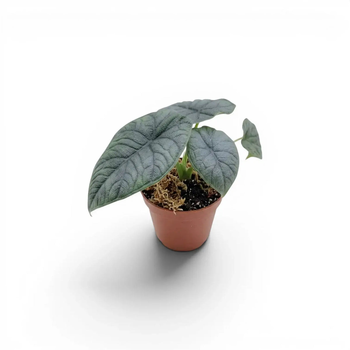 Small Alocasia melo plant with textured leaves in a nursery pot on a white background