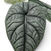 Close-up of Alocasia melo textured leaf on a white background