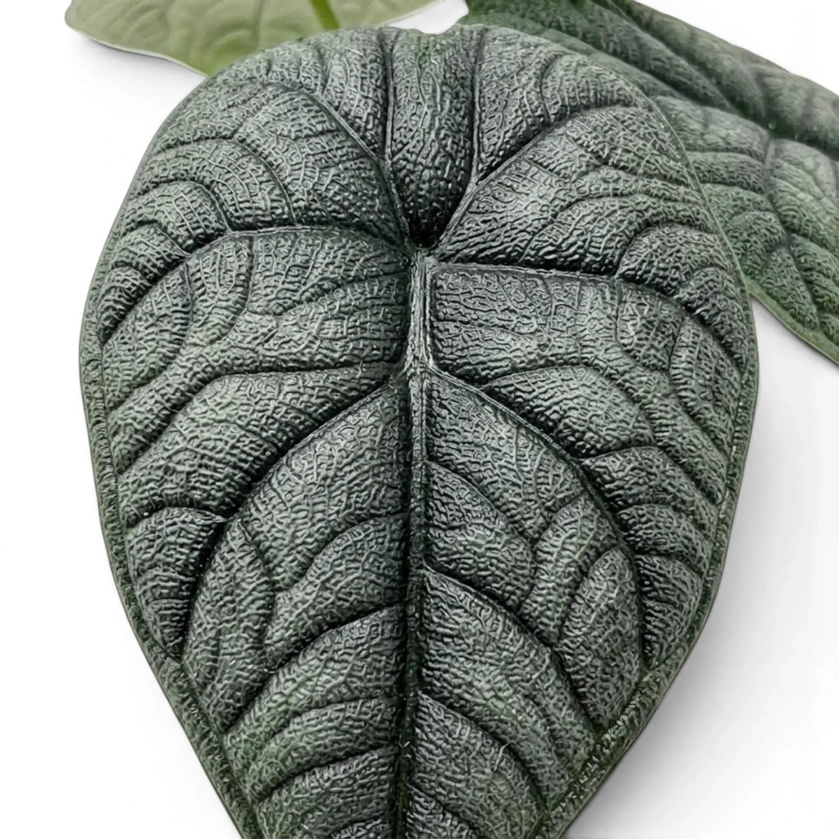 Close-up of Alocasia melo textured leaf on a white background