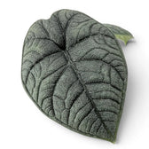 Close-up of Alocasia melo heavily textured leaf on a white background