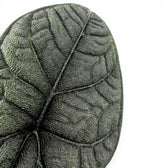 Close-up of Alocasia melo grey-green textured leaf on a white background