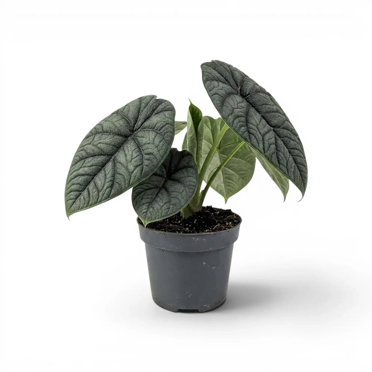 Medium-sized Alocasia melo plant with textured grey-green leaves in a nursery pot on a white background