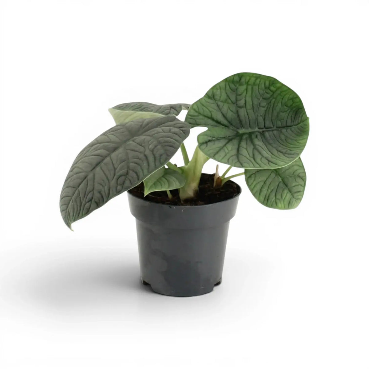 Medium-sized Alocasia melo plant with textured grey-green leaves in a nursery pot on a white background