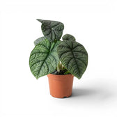 Medium-sized Alocasia melo plant with textured grey-green leaves in a nursery pot on a white background