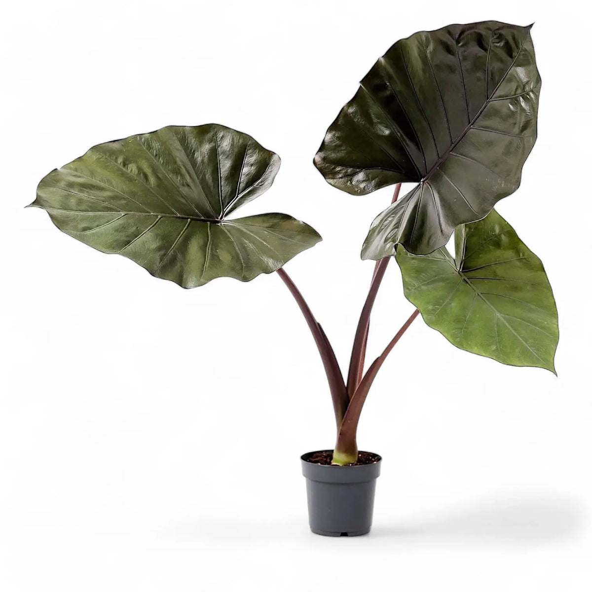 Alocasia 'Metalhead' potted plant in nursery pot on white background.