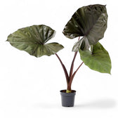 Alocasia 'Metalhead' potted plant in nursery pot on white background.