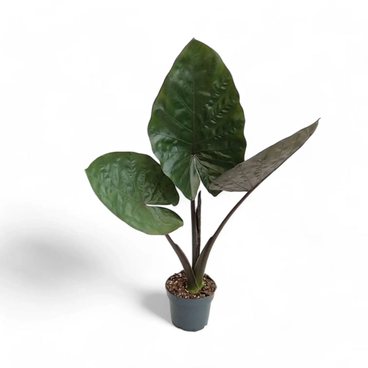 Alocasia 'Metalhead' potted plant in nursery pot on white background.