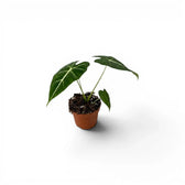 Potted Alocasia micholitziana baby plant with green leaves on a white background