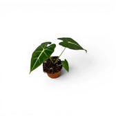 Potted Alocasia micholitziana baby plant with green leaves on a white background