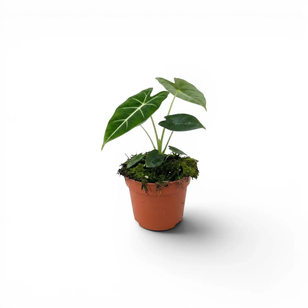 Potted Alocasia micholitziana baby plant with green leaves on a white background