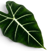 Close-up of a large green leaf of Alocasia micholitziana with white veins on a white background