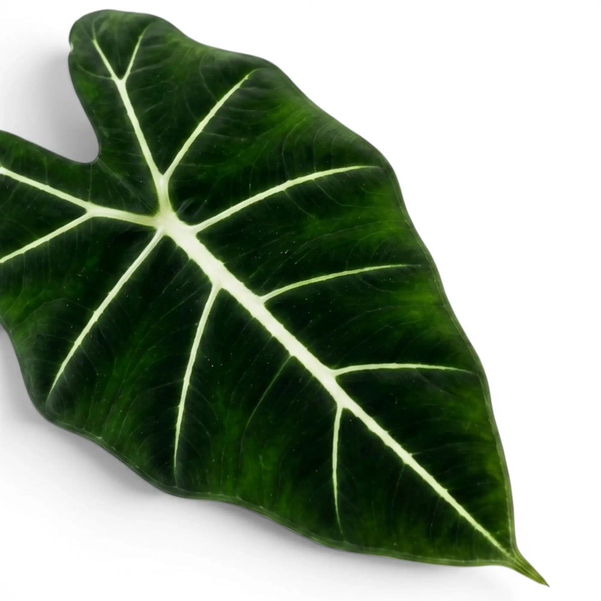 Close-up of a large green leaf of Alocasia micholitziana with white veins on a white background