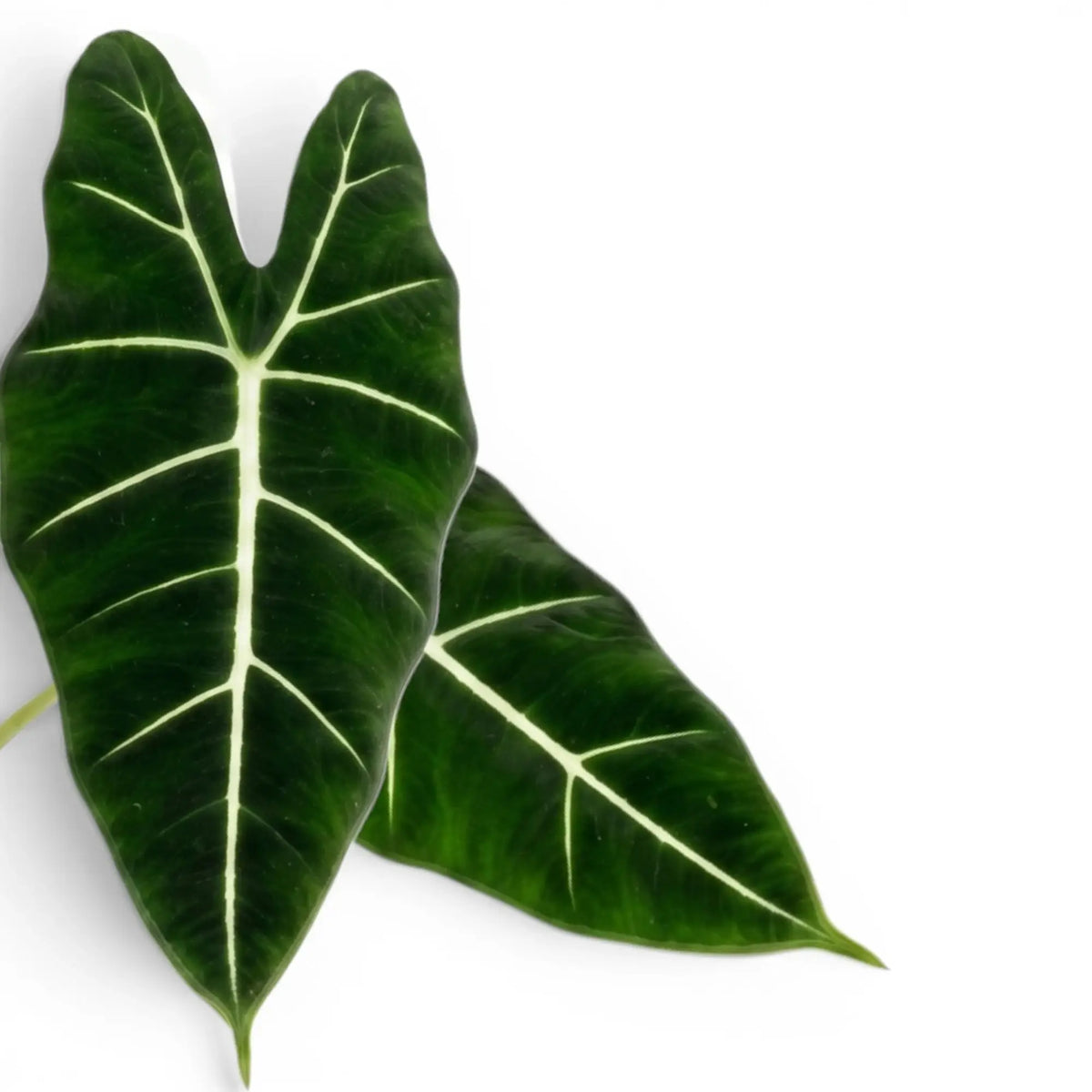 Close-up of two green leaves of Alocasia micholitziana with white veins on a white background