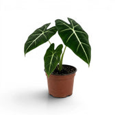 Medium potted Alocasia micholitziana plant with green leaves on a white background