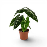 Potted Alocasia micholitziana plant with green leaves on a white background