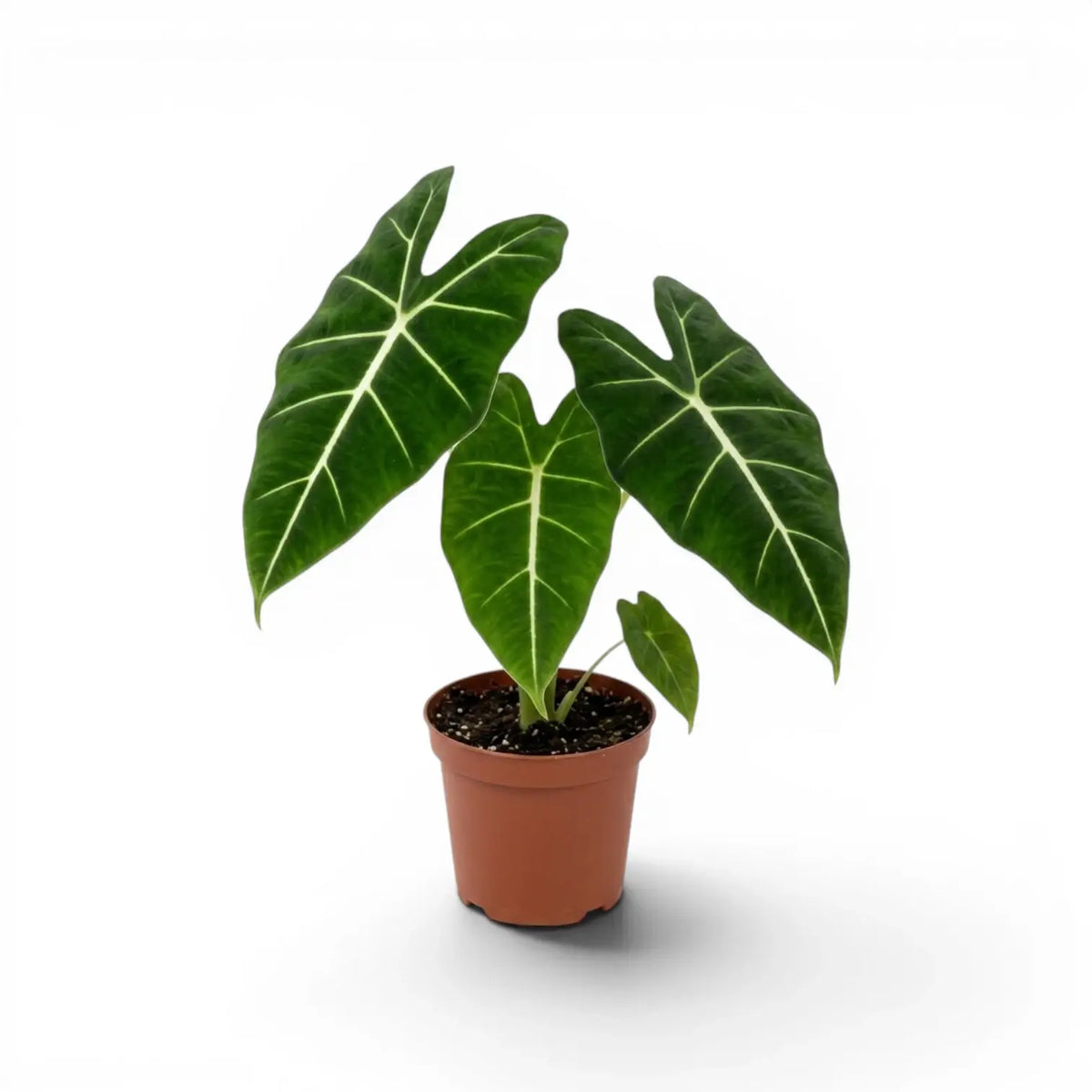 Potted Alocasia micholitziana plant with green leaves on a white background