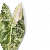 Nahaufnahme eines Blatts von Alocasia 'Nairobi Nights' variegata vor weißem Hintergrund.