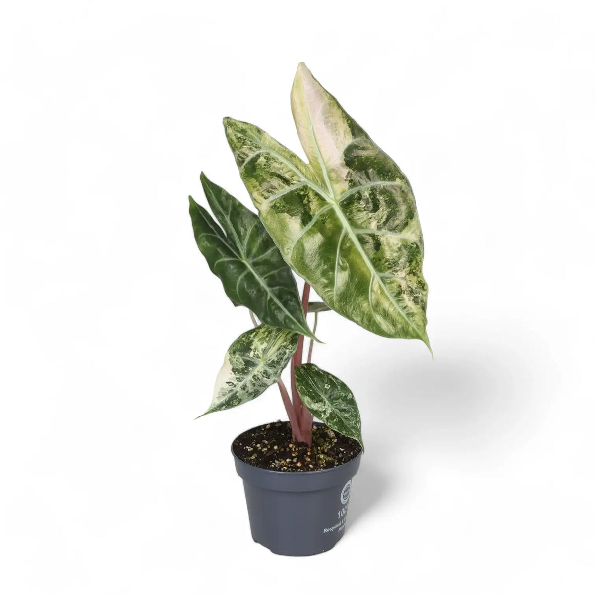 Alocasia 'Nairobi Nights' variegata – Zimmerpflanze im Kulturtopf auf weißem Hintergrund, Produktfoto 2.