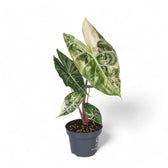 Alocasia 'Nairobi Nights' variegata – Zimmerpflanze im Kulturtopf auf weißem Hintergrund, Produktfoto 2.