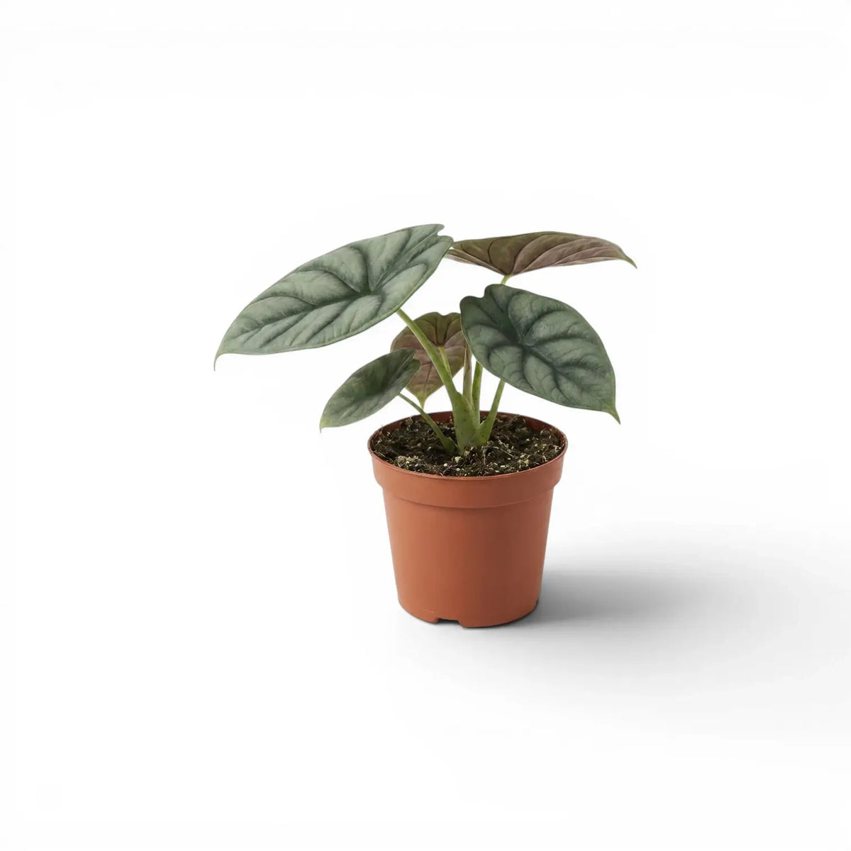 Alocasia Nebula Silver Baby-Pflanze im Kulturtopf vor weißem Hintergrund