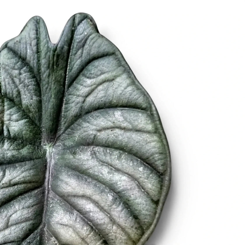 Nahaufnahme eines Alocasia Nebula Blatts vor weißem Hintergrund