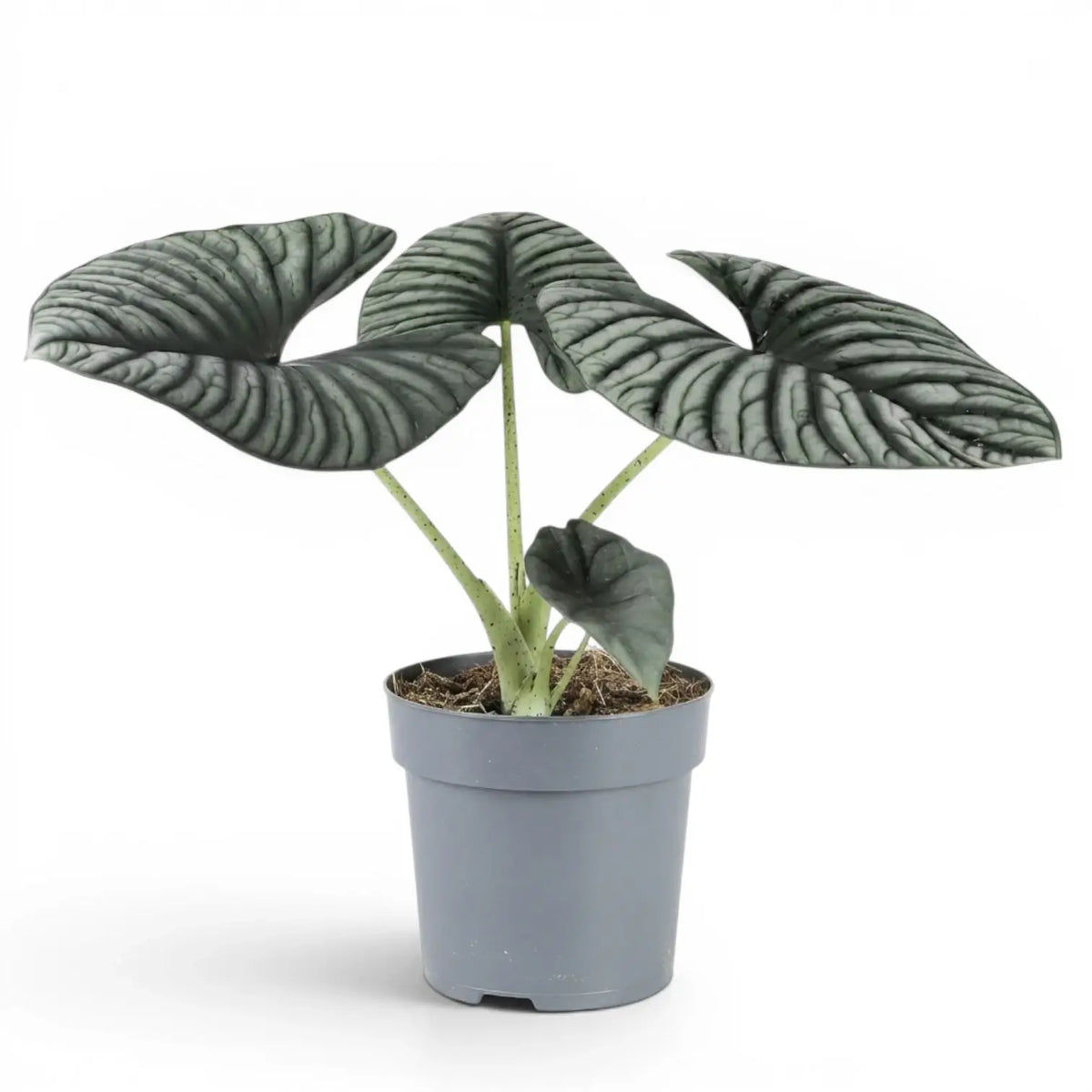 Mittelgroße Alocasia Nebula Silver im Kulturtopf vor weißem Hintergrund