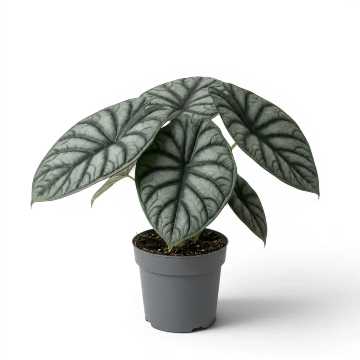 Mittelgroße Alocasia Nebula Silver im Kulturtopf vor weißem Hintergrund