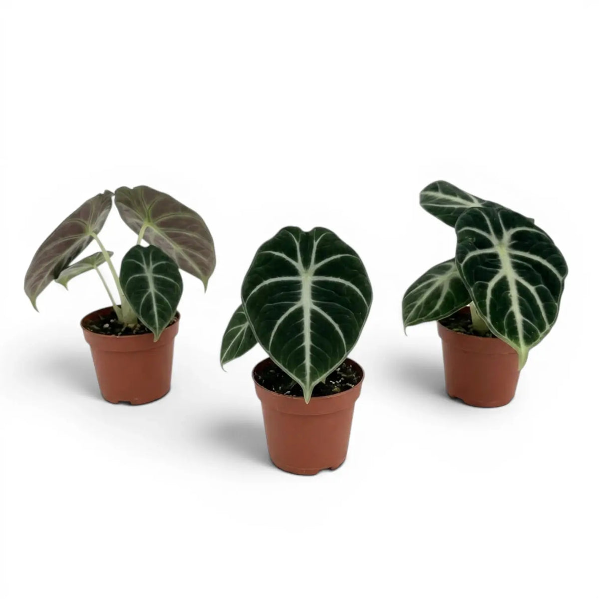 Alocasia ninja baby plant with textured, dark green leaves in a nursery pot on a white background
