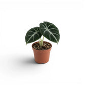 Alocasia ninja baby plant with textured, dark green leaves in a nursery pot on a white background