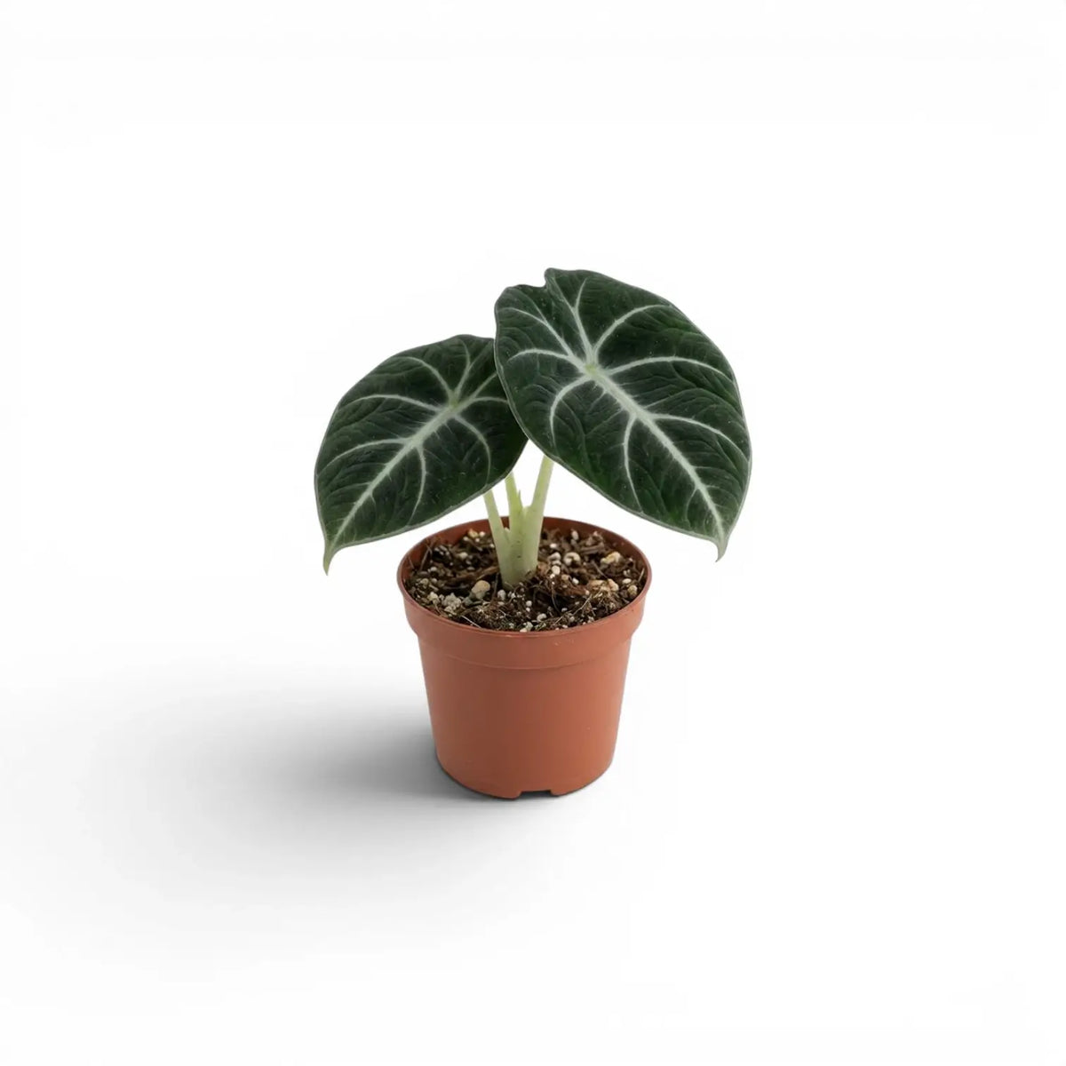 Alocasia ninja baby plant with textured, dark green leaves in a nursery pot on a white background