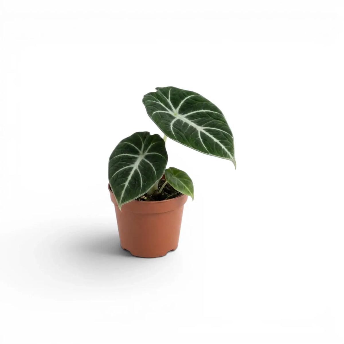 Alocasia ninja baby plant with textured, dark green leaves in a nursery pot on a white background