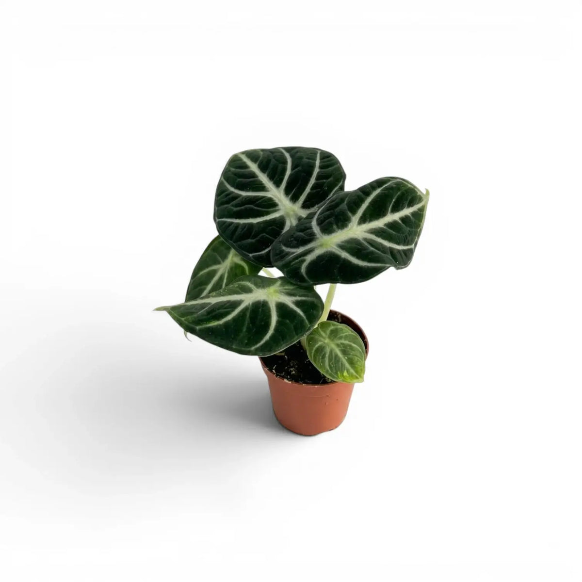 Alocasia ninja baby plant with textured, dark green leaves in a nursery pot on a white background
