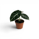 Alocasia ninja baby plant with textured, dark green leaves in a nursery pot on a white background