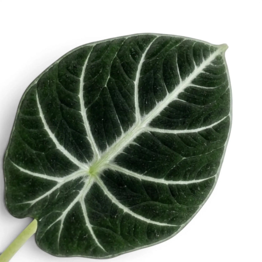 Close-up of Alocasia ninja textured, dark green leaf with white veins on a white background
