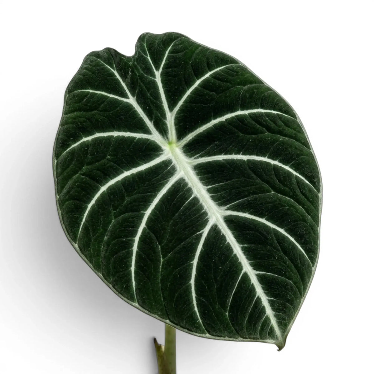 Close-up of Alocasia ninja textured, dark green leaf with white veins on a white background