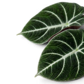 Close-up of Alocasia ninja textured, dark green leaf with white veins on a white background