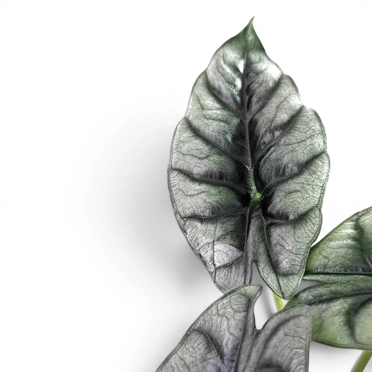 Nahaufnahme eines strukturierten, dunkelgrünen Blatts von Alocasia Ninja mit weißen Adern vor weißem Hintergrund